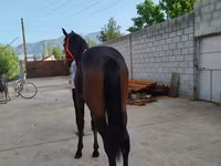 اسب نر, Thoroughbred horse — عکس 8