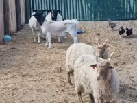 แกะตัวเมีย, Racka sheep — รูปภาพ 1