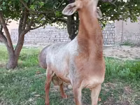 Baran, Edilbay sheep — zdjęcie 6