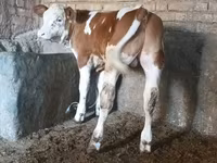 Bou, Simmental cattle — foto 3