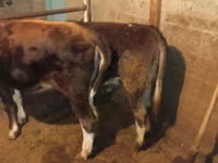 วัวตัวผู้, Simmental cattle — รูปภาพ 4