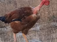 Chickens — ፎቶ 3