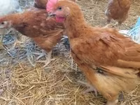 Chickens — 사진 3
