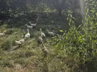 Geese — รูปภาพ 3
