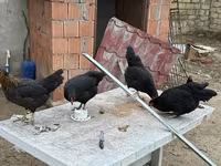 Chickens — الصورة 3