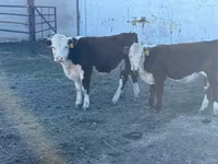گاو ماده, گاو سفیدسر قزاقستانی — عکس 4