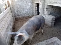Doofaar lab, Pigs — sawirka 4