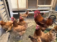 تھائی گیم — تصویر 7
