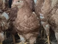 Chickens — عکس 2