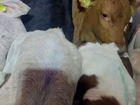 Bou, Simmental cattle — foto 4