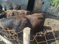 Bulle, Aberdeen-Angus — Foto 3