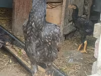 Chickens — foto 3