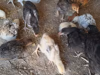 Chickens — foto 2