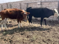 Krava, Latvian Blue cattle — foto 2