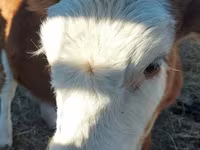 گاو ماده, گاو سفیدسر قزاقستانی — عکس 2