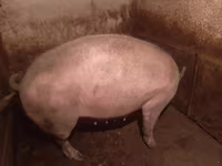 Scrofa, Maiali — foto 5