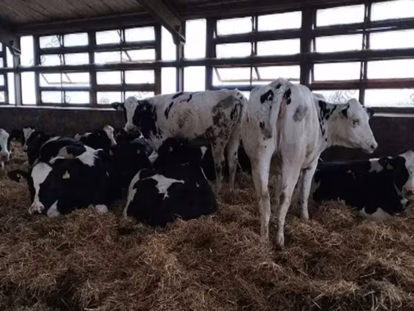 Ko, Holstein-race