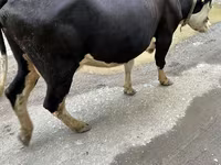 பசு, Russian Black pied cattle — புகைப்படம் 2