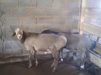 Vædder, Rhon sheep — foto 3