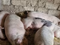 خنزير ذكر, الخنازير — الصورة 2