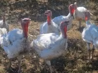 Turkeys — تصویر 1