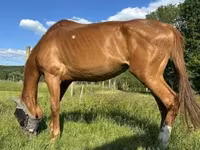 Kobila, Polish pony — fotografija 4