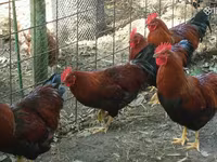 Chickens — 3. fotó