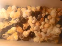 Chickens — fotografija 2