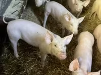 Cinghiale, Maiali — foto 2