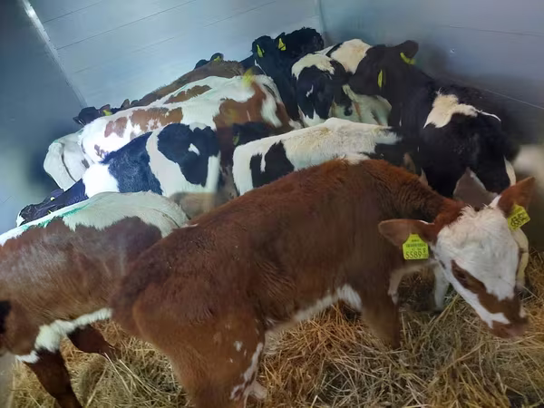 گاو نر, Simmental cattle