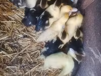 Ducks — fotografija 3