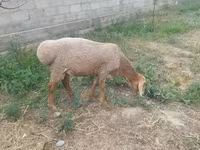 公羊, Edilbay sheep — 照片 4