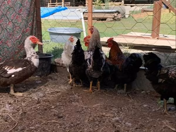 Chickens