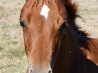 مادیان, Quarter Horse — عکس 3
