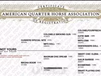Koń, Quarter Horse — zdjęcie 3