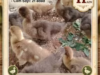 Ducks — 사진 1