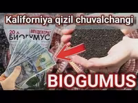 California chuvalchangi sotiladi (Biogomus) — عکس 2