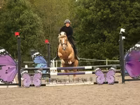 Koń, Quarter Horse — zdjęcie 8