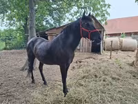 雌馬, Hungarian horse breed — 写真 7