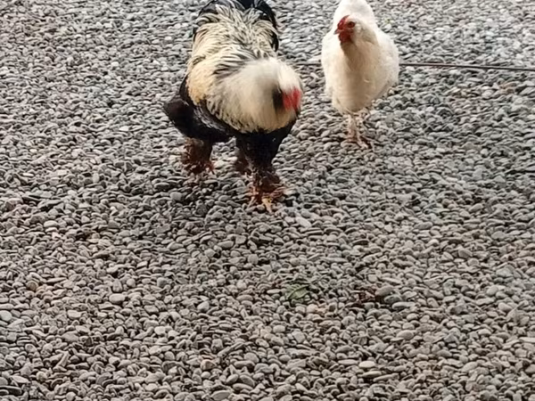 Brahma