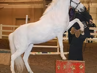 Kuda betina, Miniature horse — foto 8
