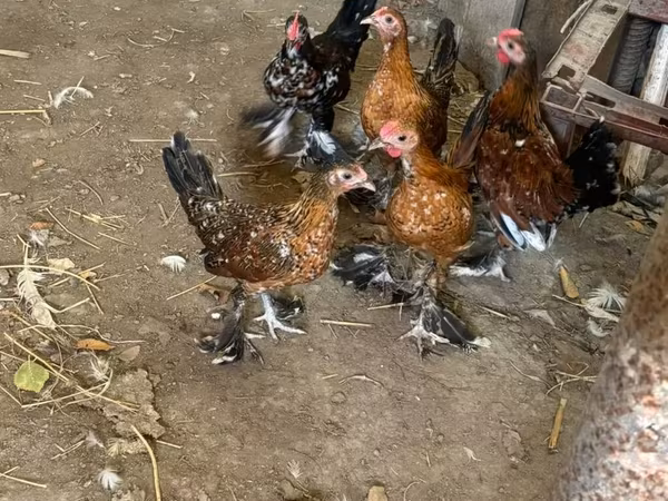 بنتام ژاپنی