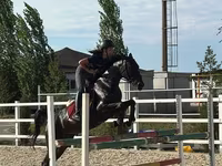 Faras dhaddig, Friesian sport horse — sawirka 1