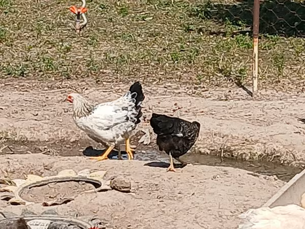 Chickens