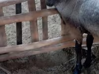 قوچ, Romanov sheep — عکس 3