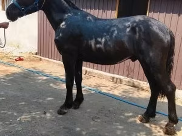 Horse (M), Horses — Hungary