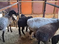 Montone, Pecore — foto 8