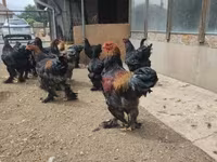 Brahma — foto 1