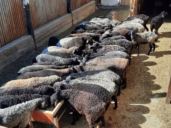 Kambing jantan, Sheep