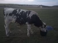 Bull, Holstein breed — photo 4